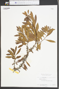 Myrica cerifera image