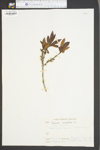 Myrica cerifera image