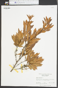 Myrica cerifera image