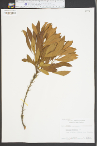 Myrica cerifera image