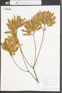 Myrica cerifera image