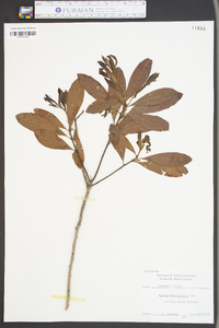 Myrica heterophylla image