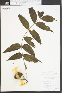 Juglans cinerea image