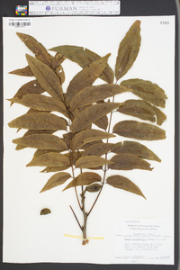 Carya illinoinensis image