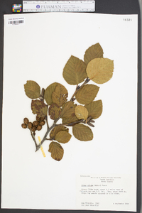 Alnus crispa image