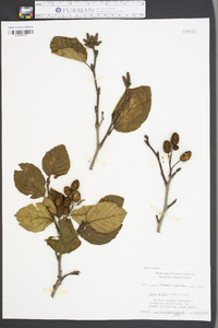 Alnus crispa image