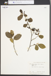 Alnus rugosa image