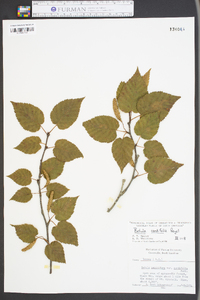 Betula cordifolia image