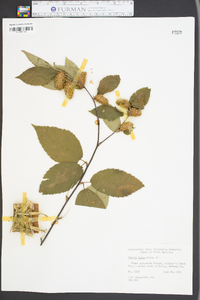 Betula lutea image