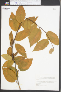 Betula lutea image