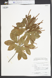 Castanea pumila var. pumila image