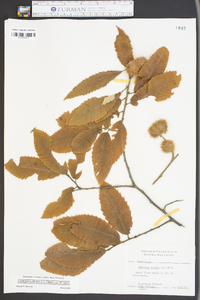 Castanea pumila var. pumila image