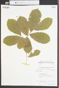 Castanea pumila var. pumila image