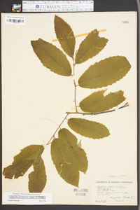 Castanea pumila var. pumila image