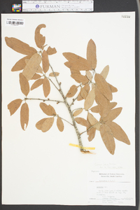 Quercus incana image