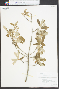 Quercus incana image