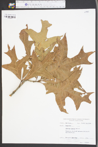 Quercus laevis image