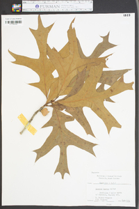 Quercus laevis image