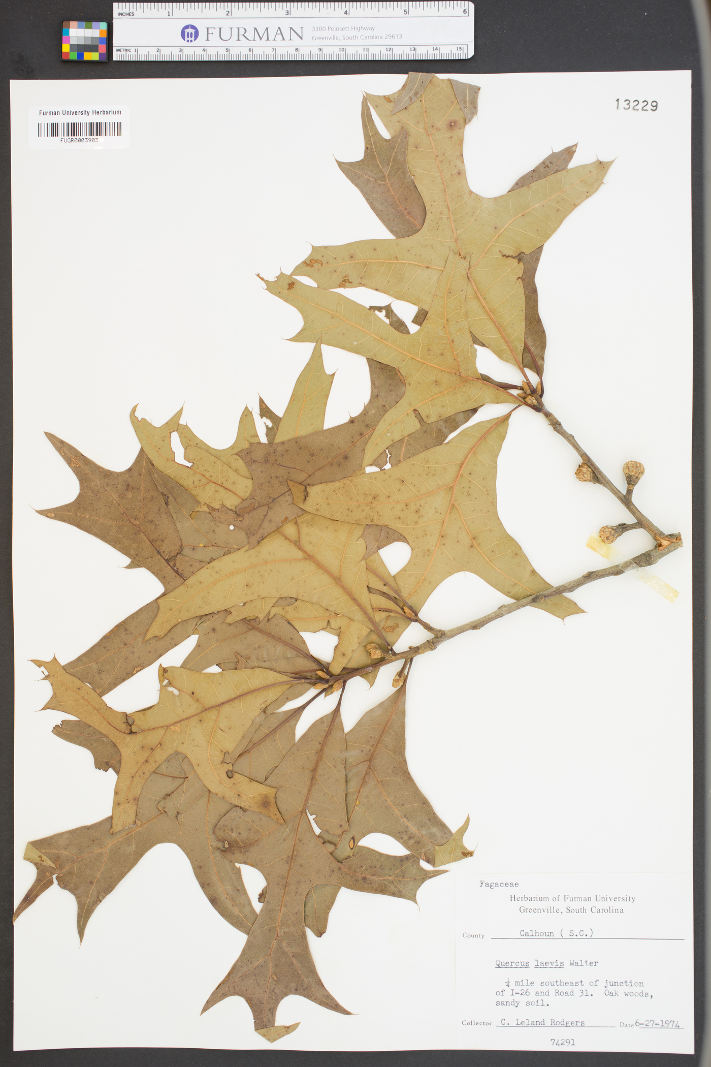 Quercus laevis image