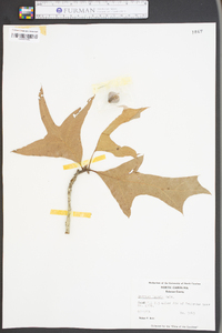 Quercus laevis image
