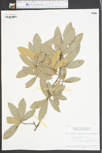 Quercus laurifolia image