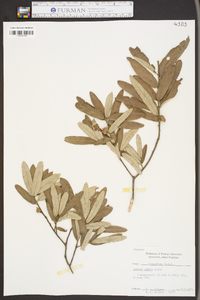 Quercus pumila image