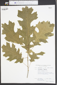 Quercus shumardii image