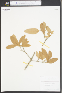 Quercus virginiana image