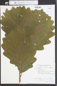 Quercus bicolor image