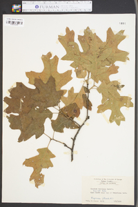 Quercus coccinea image