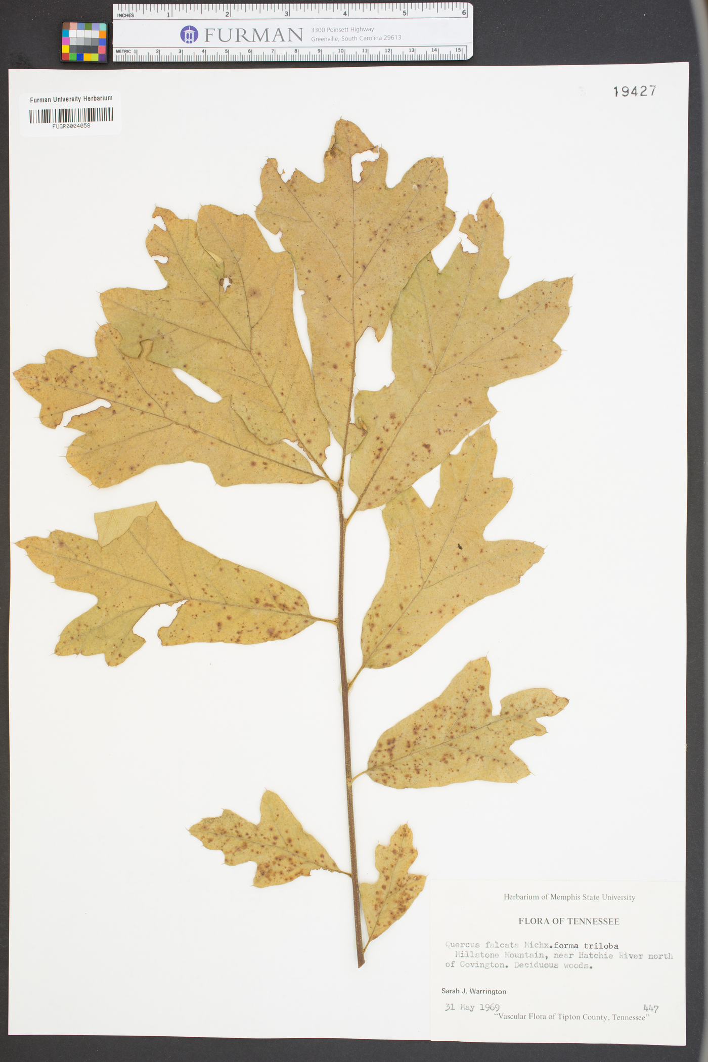 Quercus falcata var. triloba image