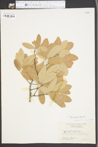 Quercus incana image