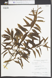 Quercus laurifolia image