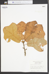 Quercus maxima image