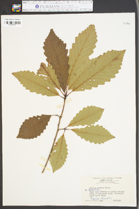 Quercus montana image