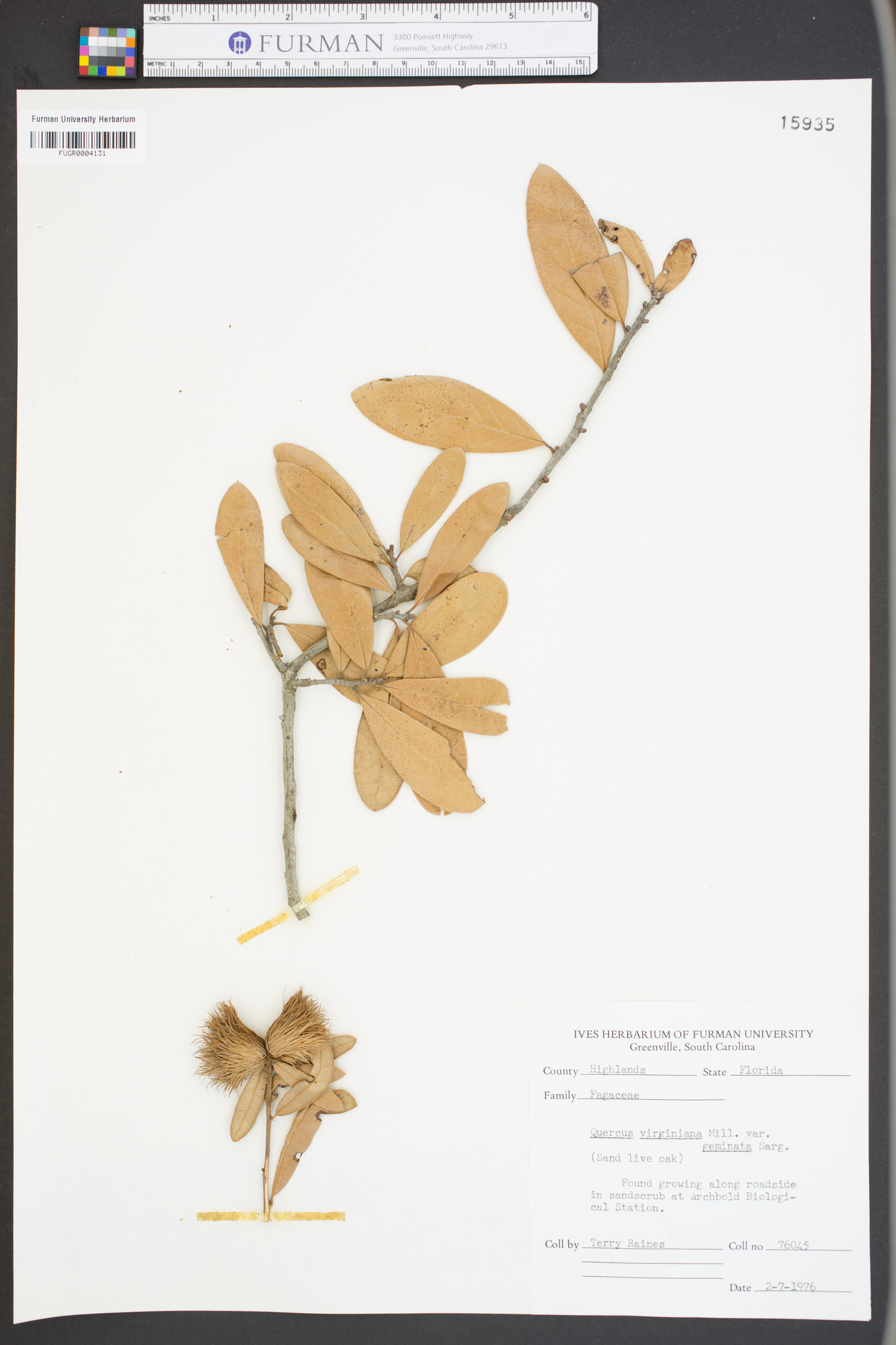 Quercus virginiana var. geminata image