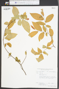 Ulmus alata image