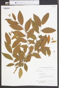 Ulmus alata image