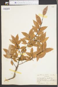 Ulmus alata image