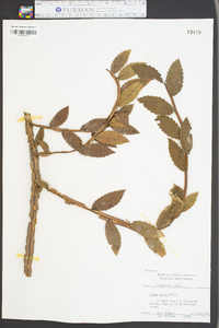 Ulmus alata image