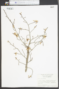 Ulmus alata image