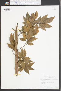 Ulmus alata image