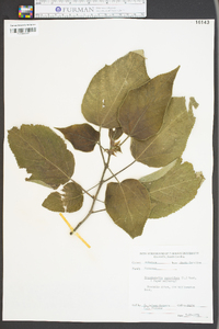 Broussonetia papyrifera image