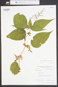 Laportea canadensis image