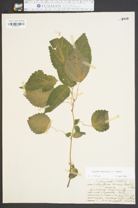 Laportea canadensis image