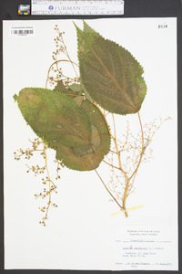 Laportea canadensis image