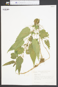 Urtica dioica image