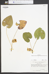 Hexastylis shuttleworthii image