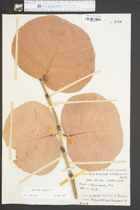 Coccoloba uvifera image