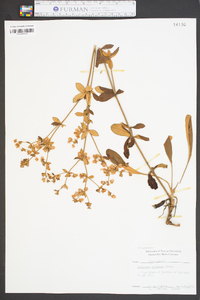 Eriogonum tomentosum image